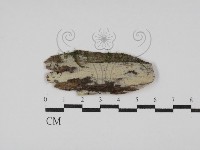 藏品(絲齒菌屬)的圖片