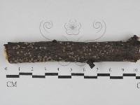 藏品(筍殼菌屬)的圖片