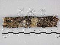 藏品(齒耳菌屬)的圖片