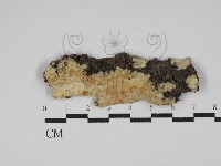 藏品(顯絲菌屬)的圖片