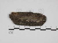 藏品(射脈菌屬)的圖片