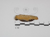 藏品(顯絲菌屬)的圖片