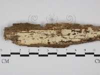 藏品(革墊菌屬)的圖片