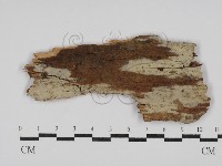 藏品(絲齒菌屬)的圖片