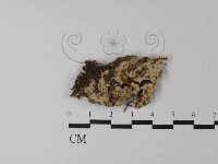 藏品(阿太菌屬)的圖片