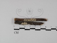 藏品(盤革菌屬)的圖片