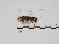 藏品(射脈菌屬)的圖片