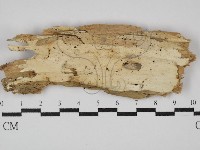 藏品(革墊菌屬)的圖片