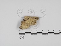 藏品(絲齒菌屬)的圖片