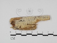 藏品(絲齒菌屬)的圖片