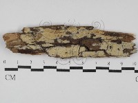 藏品(絲齒菌屬)的圖片