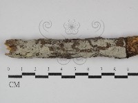 藏品(顯絲菌屬)的圖片