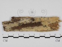 藏品(絲齒菌屬)的圖片