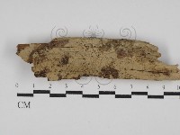 藏品(絲齒菌屬)的圖片