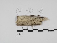 藏品(絲齒菌屬)的圖片