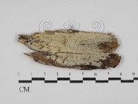 藏品(絲皮菌屬)的圖片