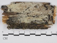 藏品(絲齒菌屬)的圖片