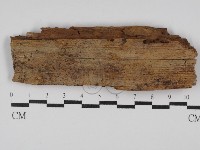 藏品(絲皮菌屬)的圖片