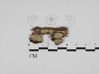 藏品(絲齒菌屬)的圖片