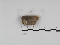 藏品(寡孔菌屬)的圖片