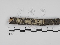 藏品(絲皮菌屬)的圖片