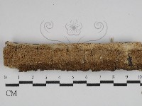 藏品(耙菌屬)的圖片