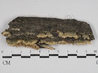 藏品(耙菌屬)的圖片