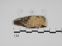 藏品(顯絲菌屬)的圖片