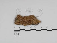 藏品(耙菌屬)的圖片