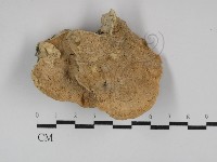 藏品(銳孔菌屬)的圖片