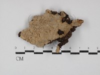 藏品(韌革菌屬)的圖片