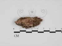 藏品(粗糙孢菌屬)的圖片