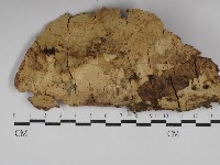 藏品(革墊菌屬)的圖片