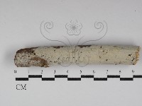 藏品(冇骨消絲齒菌)的圖片