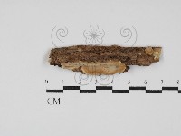 藏品(韌革菌屬)的圖片