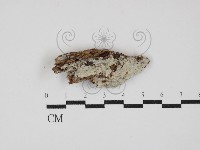 藏品(粗糙孢菌屬)的圖片