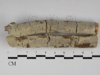 藏品(絲齒菌屬)的圖片