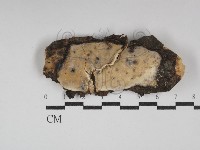 藏品(骨皮菌屬)的圖片