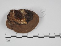 藏品(靈芝屬)的圖片