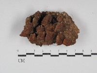 藏品(木層孔菌屬)的圖片