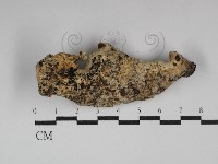 藏品(硬孔菌屬)的圖片