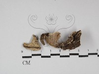 藏品(硬孔菌屬)的圖片