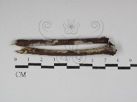 藏品(顯絲菌屬)的圖片