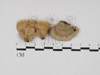 藏品(蠔韌革菌)的圖片