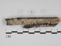 藏品(絲齒菌屬)的圖片