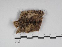 藏品(硬孔菌屬)的圖片