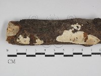 藏品(骨皮菌屬)的圖片