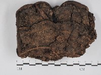 藏品(多年臥孔菌屬)的圖片