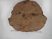 藏品(靈芝屬)的圖片