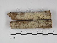 藏品(絲齒菌屬)的圖片